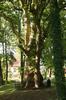 37.dsc01073-die_300_jahre_alte_platane.jpg